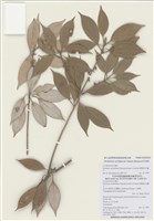 藏品(變葉新木薑子)的圖片